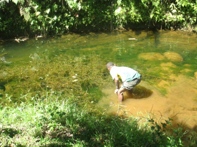 River weeds a composting materials in Fiji Highlands